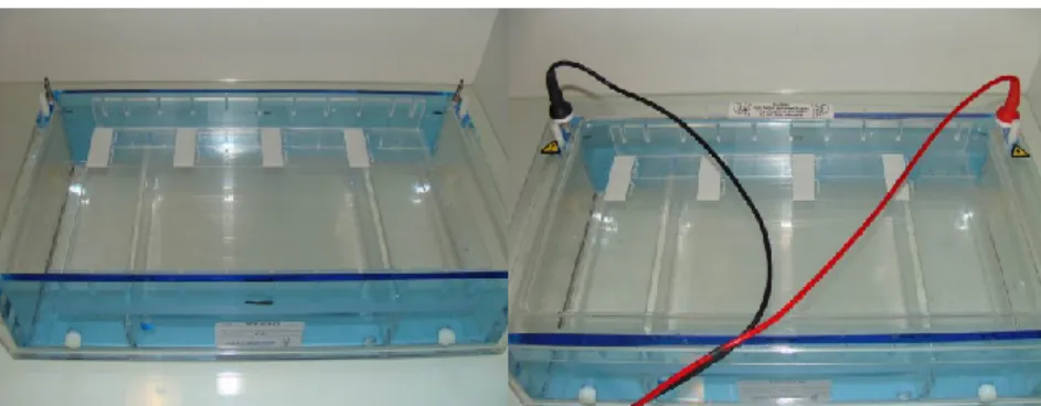 Figure 3. Electrophoresis of the slides. Disposition of the slides in the tank. In this  case eight slides are subjected to electrophoresis, four by row