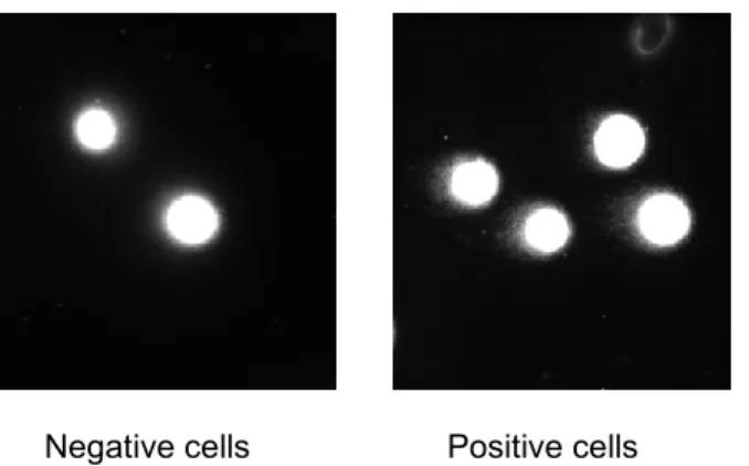 Figure  5.  Images  representing  nucleus  of  undamaged  cells,  negative  for  the  presence of comet (left panel) and nucleus of damaged cells presenting comet  (right panel) 