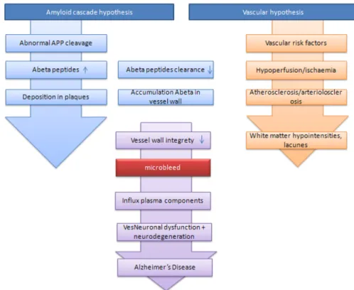 Figure 1.1.4: Proposed representation of the pathophysiological pathway of AD with a prominent role for CMBs, suggesting that they might act as a link between the two pathways