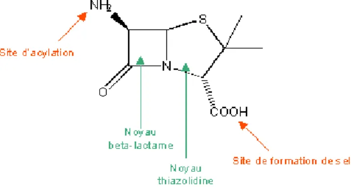 Figure 1: Acide 6-amino-pénicillanique 
