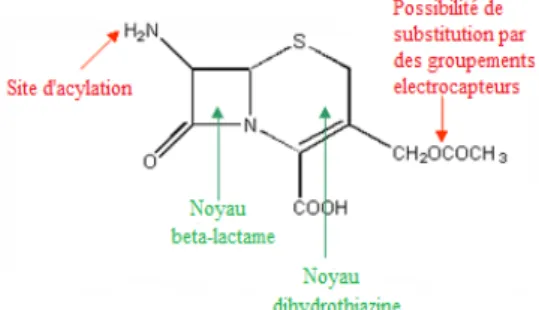 Figure 2: Acide 7-aminocéphalosporanique  Propriétés chimiques : 