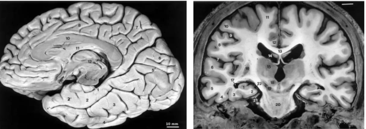 Figure 2.1: Dissection of the inferomedial part of the right hemisphere (a), and coronal section of a brain (b)
