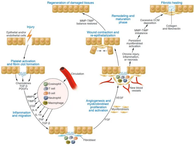 Figure 3. Tissue repair and fibrosis development (34) 