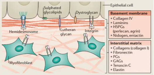 Figure 4. Two main types of ECM: basement membrane and interstitial matrix (37)  There are two main types of ECM (Fig 4): the  interstitial connective tissue matrix  that  surrounds  cells  and  encapsulates  most  tissues;  the  basement  membrane  that  