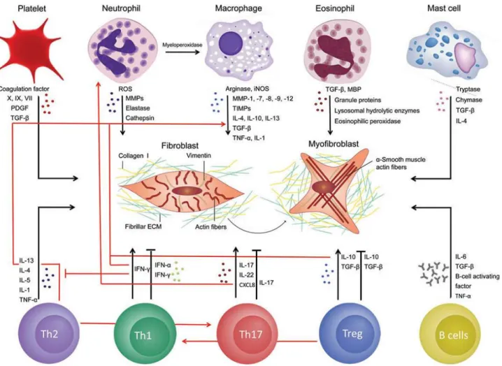 Figure 9. Innate and adaptive immunity and activation of fibroblasts (83)  Black arrows: direct activation of fibroblasts; red arrows: indirect activation via induction of  pro-inflammatory, pro-fibrotic factors in other immune cells