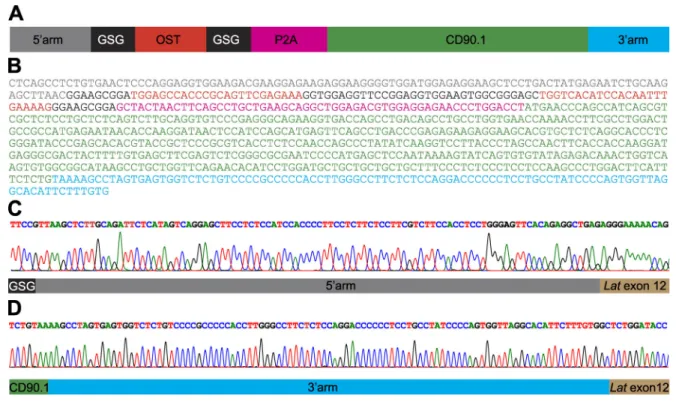 Figure S1. Structure of the HDR template used to edit the Lat gene and sequences of the resulting junctions