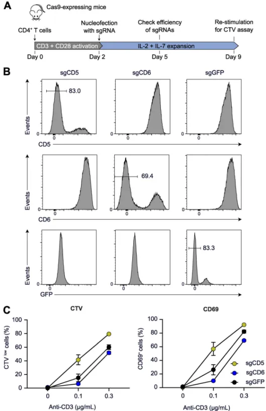 Figure S5. Augmented TCR-mediated activation in primary WT CD4 + T cells rendered CD5 deficient
