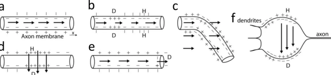 Figure 1.2 Illustration of possible activation mechanism of magnetic stimulation by gradient changes to  membrane  potentials