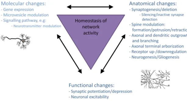 Figure  1.5  Overview  of  plasticity  related  changes  classified  into  molecular,  anatomical  and  functional  modulation