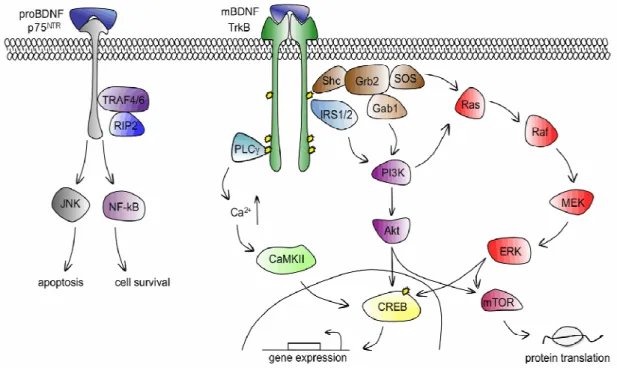 Figure  1.6  BDNF  receptor  and  signalling  pathways.  BDNF  binds  TrkB  with  high  affinity  and  activates  three  main  signalling  pathways:  Phospholipase  C  (PLC),  PI3K  and  ERK  cascades,  PLC  increases  intracellular Ca 2+  levels and leads