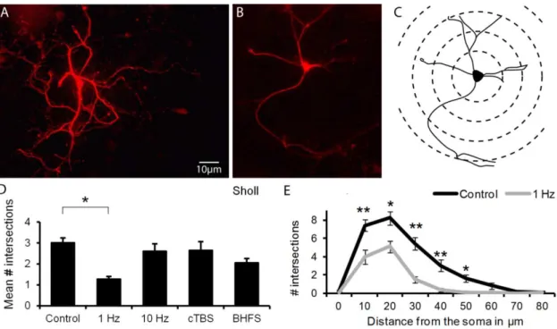 Figure 2.3 LI-rMS has stimulation pattern-specific effects on neuronal morphology. A,B) Representative  neuronal morphology from control (A) and 1 Hz (B) stimulation