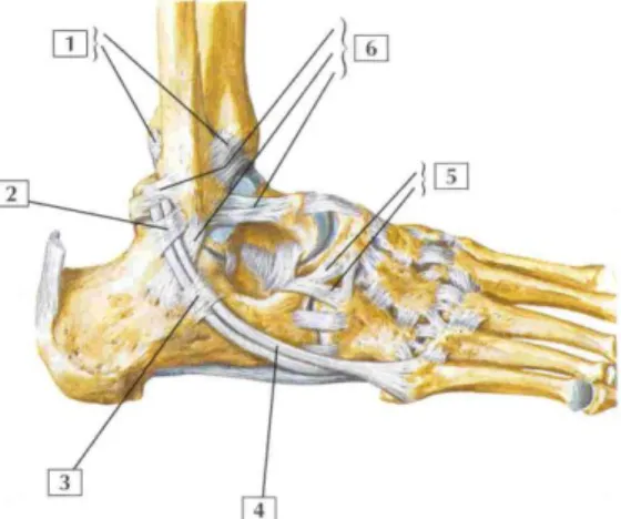 Figure 1.6 : Articulation de la cheville vue latérale. 1/ ligaments tibio-fibulaire antérieur et postérieur ; 2/ 