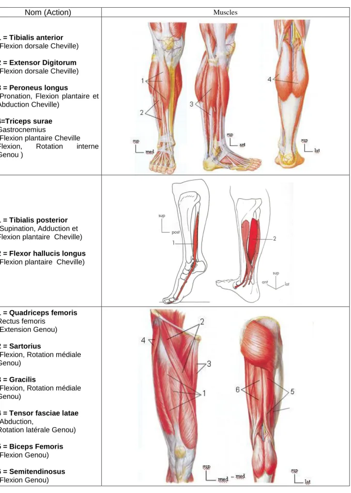 Table 1.1 : Muscles croisant l’articulation de la cheville et du genou sélectionnés pour notre étude