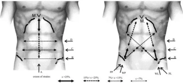 Figure  11.  Détermination  des  gammes  de  déformation  de  la  paroi  andominale  en  fonction  de  segments  anatomiques (Szymczak et al., 2012)