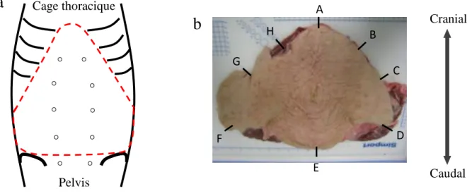 Figure 23. Partie de la paroi abdominale retirée chez le porc pour les expérimentations : (a) Les incisions  ont été réalisées le long des pointillés