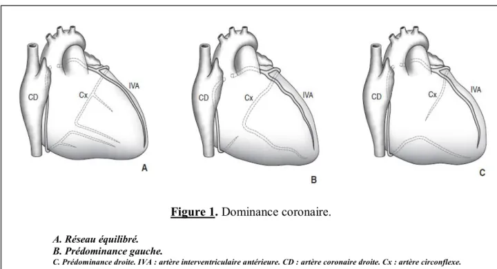 Figure 1. Dominance coronaire. 