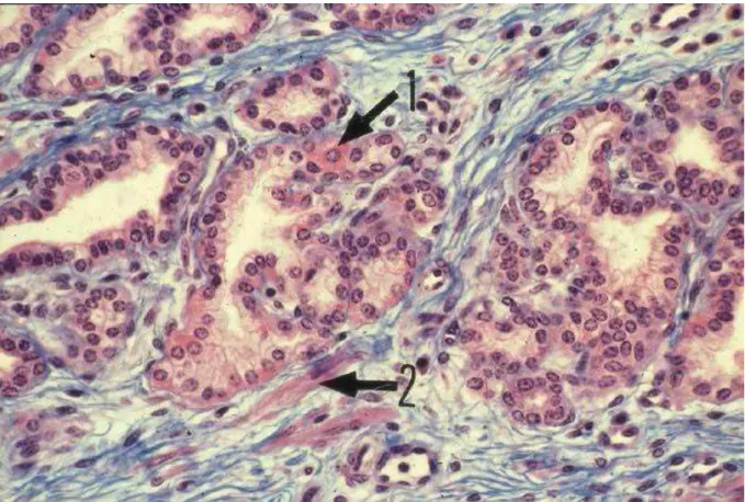 Fig. 6 : Les glandes tubulo-alvéolaires sont bordées par une seule assise de  cellules glandulaires, cylindriques ou cubiques