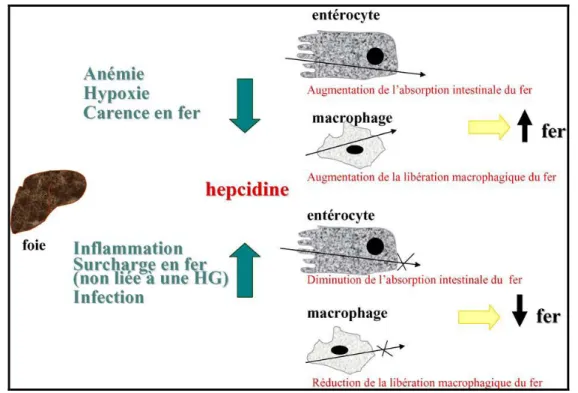 Figure 3 : Schéma illustrant la relation entre la concentration plasmatique en  Hepcidine et la disponibilité en fer [21] 