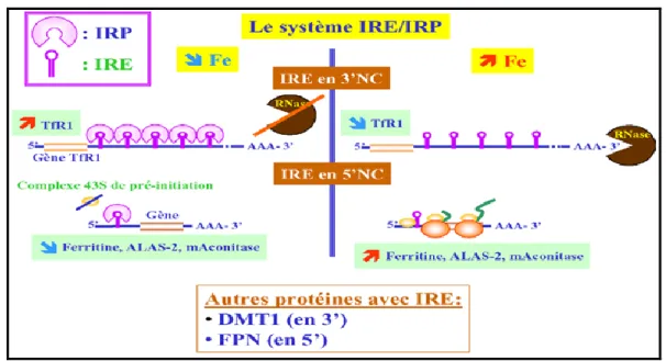Figure 4 : Représentation schématique des principes de la régulation post  transcriptionnelle par le système IRE/IRP [17] 