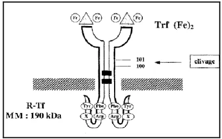 Figure 8 : Structure du récepteur de transferrine [64] 