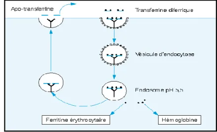 Figure 9 : Cycle d’endocytose-recyclage du récepteur de la transferrine [62] 