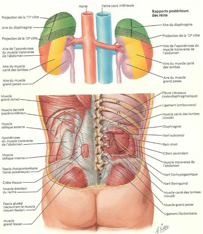 Fig. 4:rapports posterieurs du rein   (F.Netter Atlas d’anatomie humaine) 