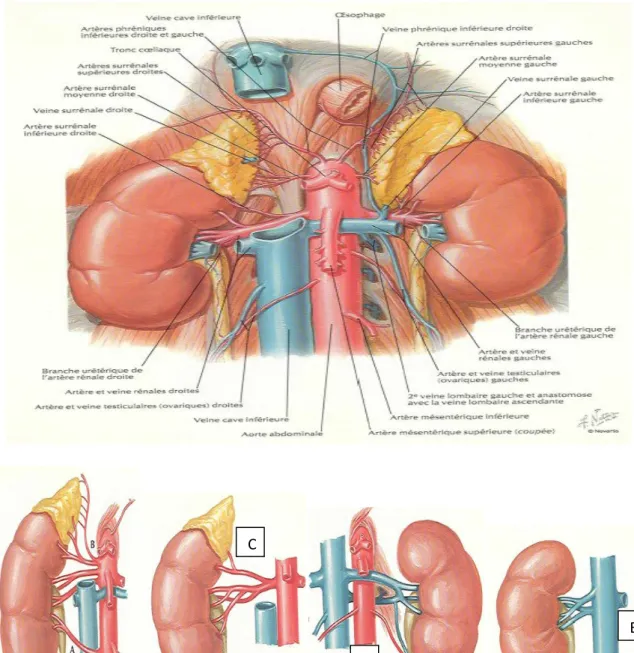 Fig5 :Artères et veines rénales avec leurs principales variantes,A :artère rénale accessoire   peut passer devant ou en arrière de la VCI,B :artère phrénique inf et les artères surrénales  