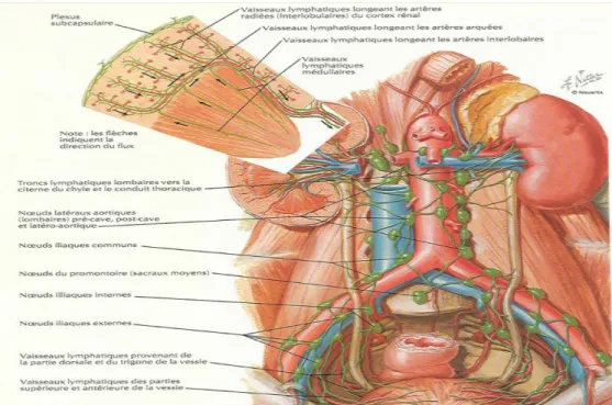 Fig 6:vaisseaux et noeids lymphatiques du rein 
