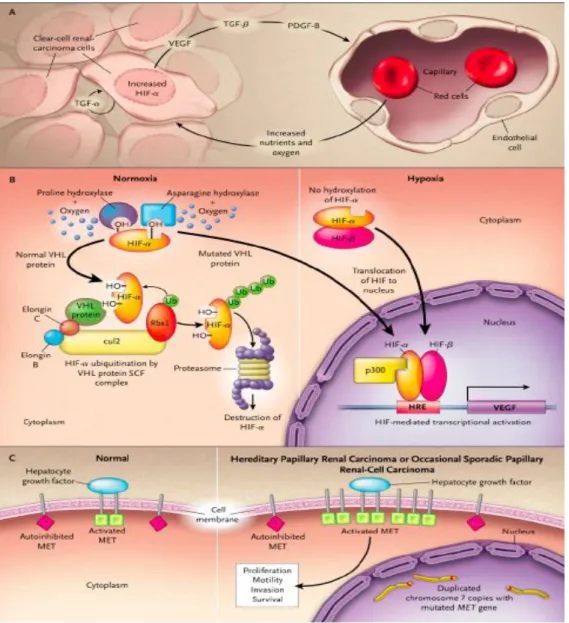 Figure 12 : Mécanismes moléculaires du développement du carcinome à cellules rénales.  