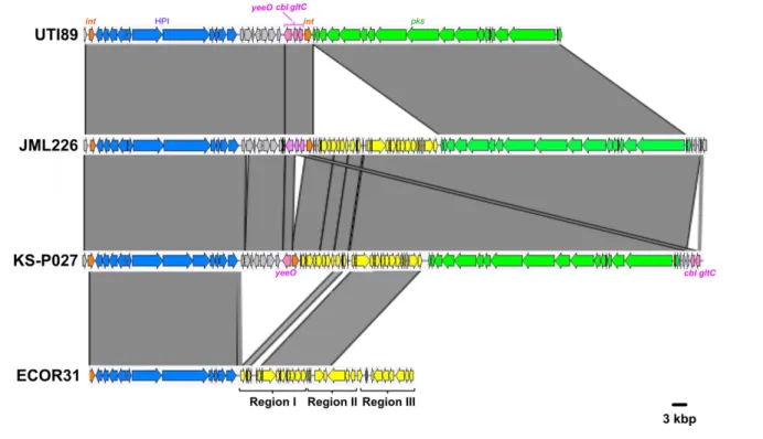 Fig. 4. Comparison of the chromosomal region covering the HPI and pks island between three atypical E