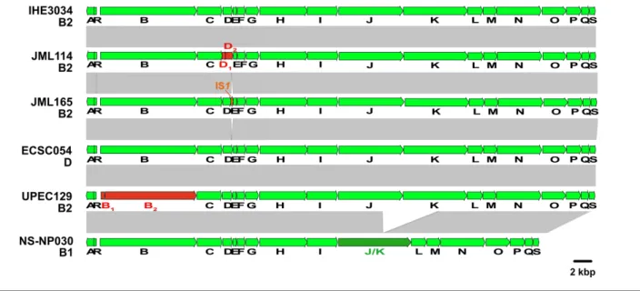 Fig. 7. Comparison of the pks island sequence from the E. coli reference strain IHE3034 with that of a selection of pks-  positive but non-  genotoxic E