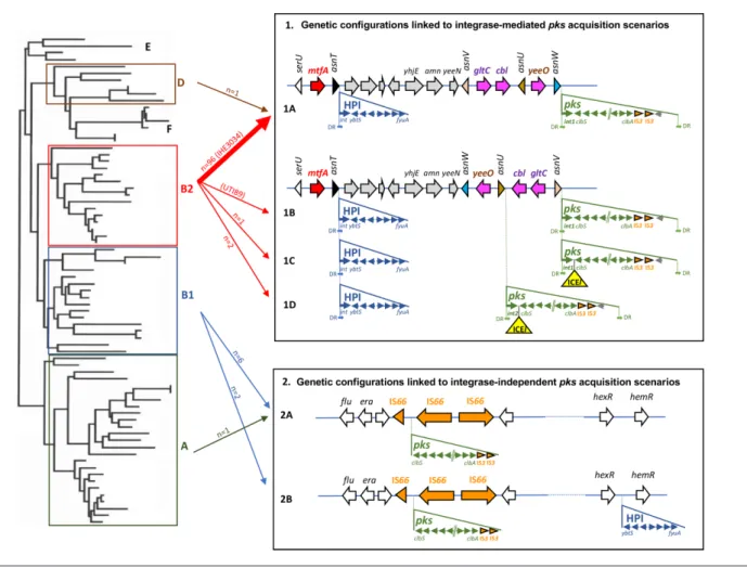 Fig. 3. Genetic configurations of the pks island and HPI in E. coli strains and proposed scenarios for their acquisition