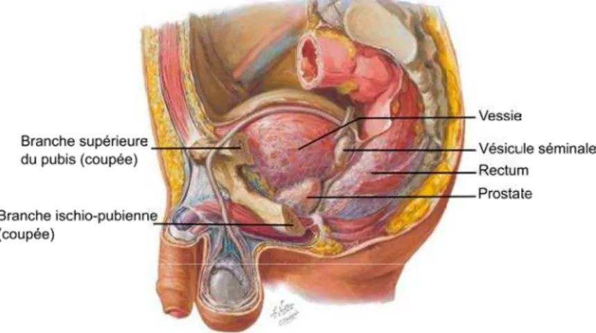 Figure 1.1 – Dissection paramediane de la région pelvienne chez l’homme. (Illustration de Frank H.