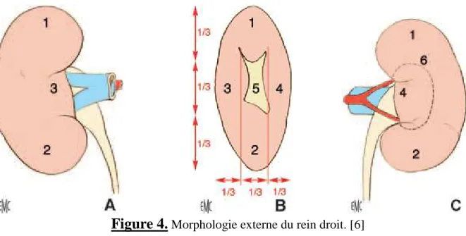 Figure 4.  Morphologie externe du rein droit. [6] 