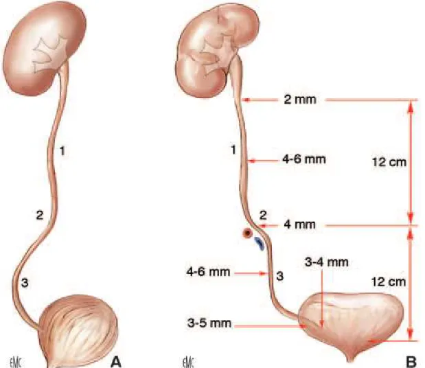 Figure 5.  Morphologie externe des uretères sur une vue sagittale latérale (A) et sur une vue  de face (B)