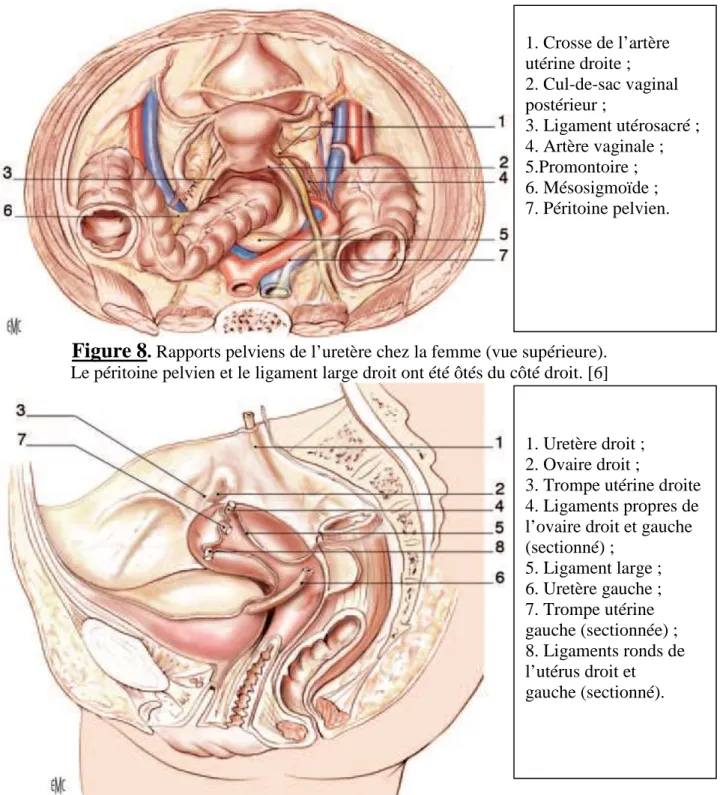 Figure 9.  Rapports pelviens de l’uretère chez la femme (vue latérale gauche). Trajet sous- sous-péritonéal de l’uretère du côté gauche