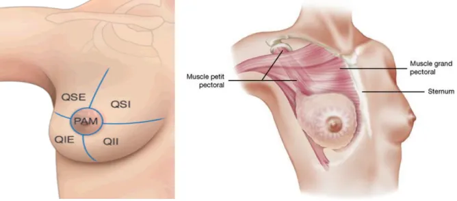 Figure 1: Topographie et rapport de la glande mammaire 6 