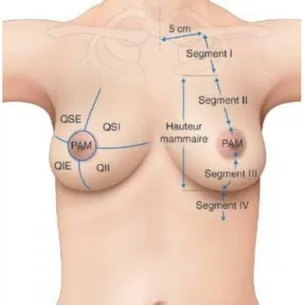 Figure 2: Segments de la glande mammaire. 11