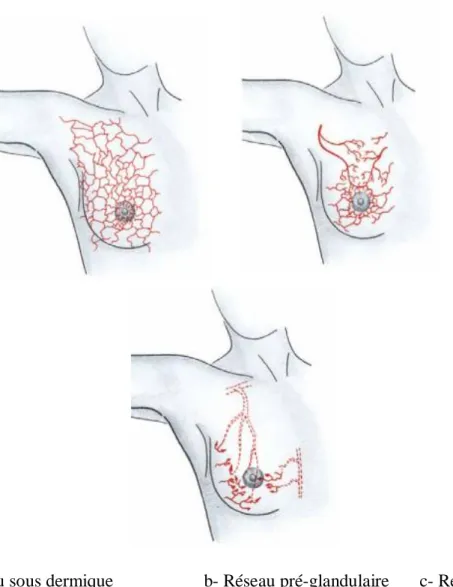 Figure 3: Vascularisation de la glande mammaire. 13