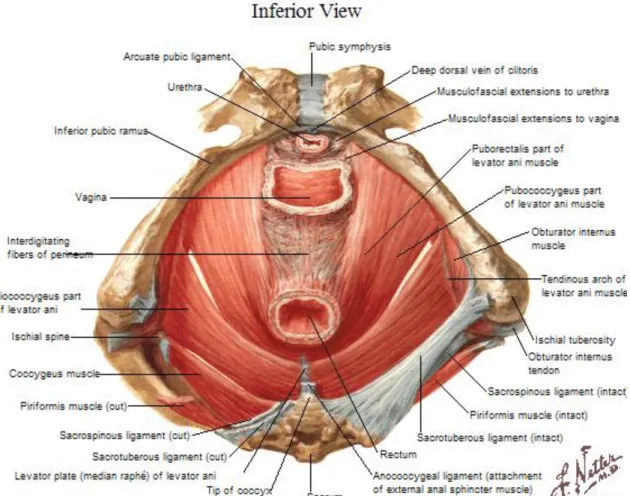 Figure 6 : vue inférieure montrant le périnée et le diaphragme   uro-génital chez la femme [7] 