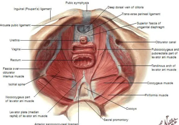 Figure 8 : vue supérieure montrant l’ensemble des muscles du périnée chez le femme [7] 