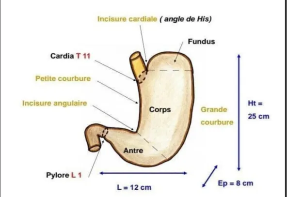 Figure 1 : Description de l’estomac [9] 