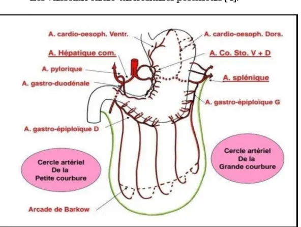 Figure 2 : Vascularisation artérielle de l’estomac [9] 