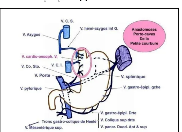 Figure 3 : Vascularisation veineuse de l’estomac [9] 
