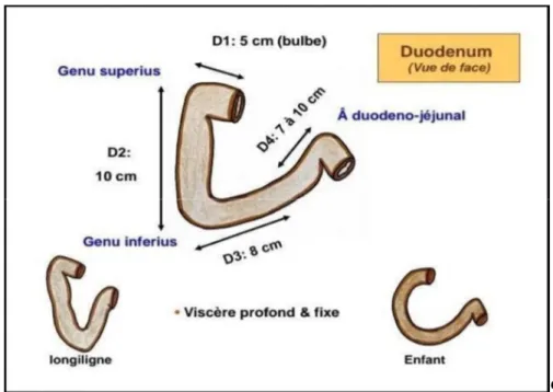 Figure 4 : Description du duodénum [9] 