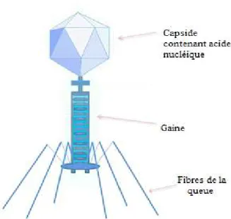 Figure 2: Bactériophage et ses principales composantes[3] 
