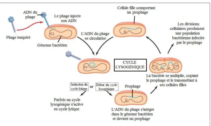 Figure 3 : Schéma d'un cycle lysogénique[18] 