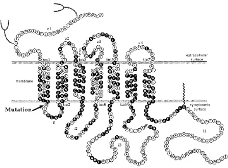 Figure 1 : Structure primaire du récepteur β-adrénergique humain.  Reproduit d’après Stroberg et  al