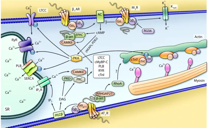 Figure 4  :  Représentation  schématique  de  la  signalisation  intracellulaire  des  récepteurs  aux  protéines G