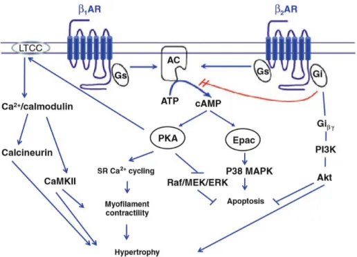 Figure 6  :  Représentation  schématique  de  la  signalisation  des  récepteurs  β1  et  β2- β2-adrénergiques dans les cardiomyocytes